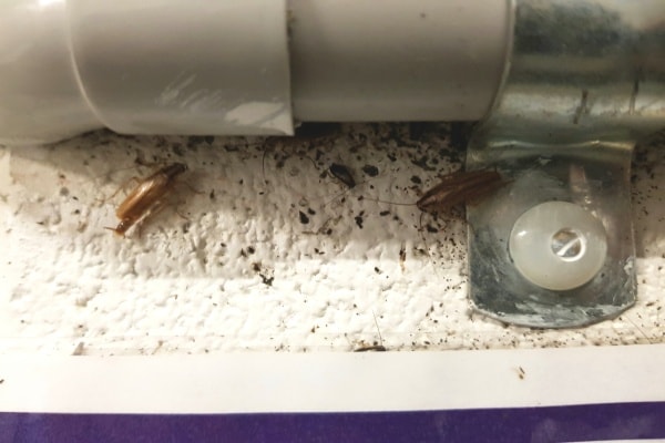 Тараканы в квартире фото